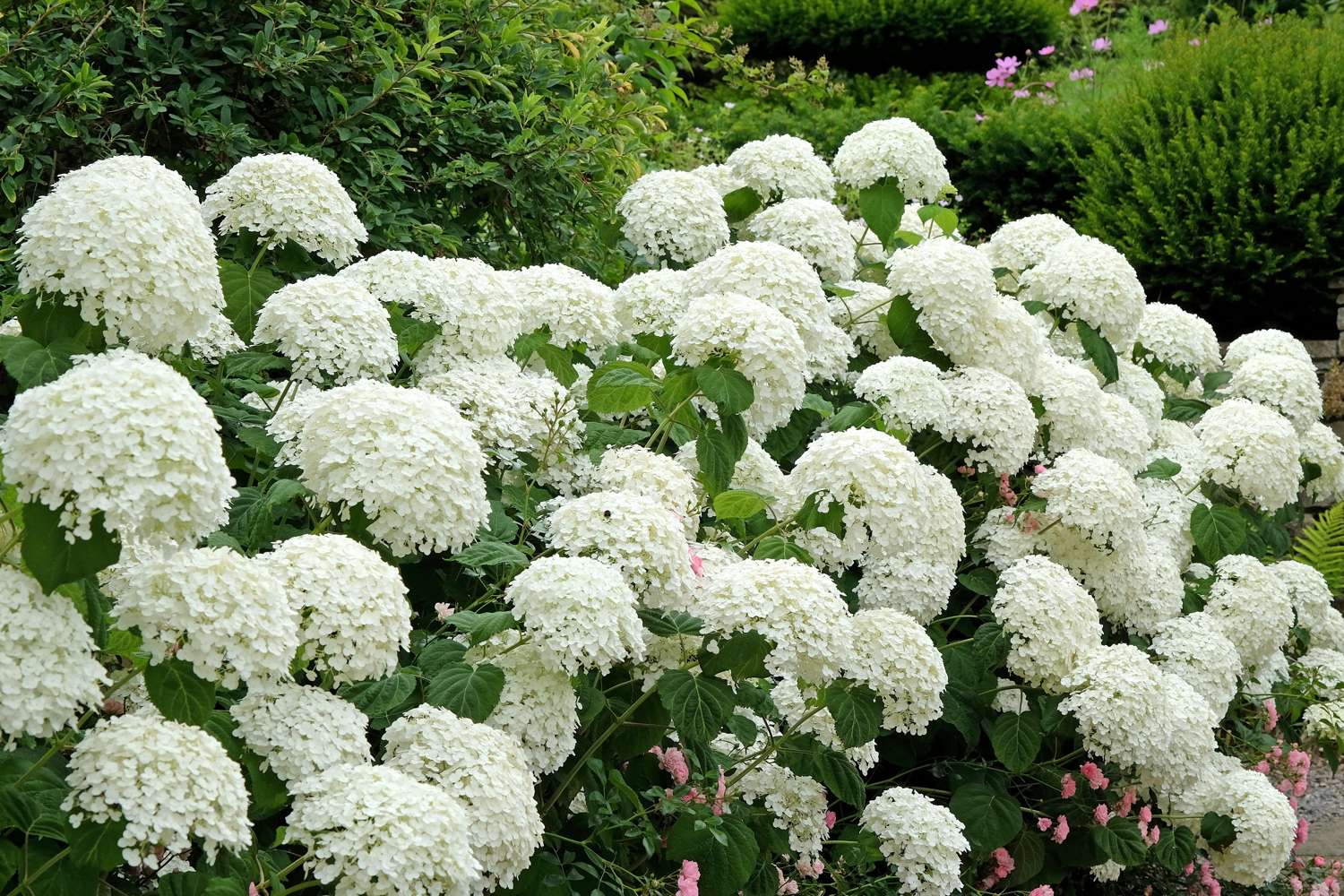 Hortensie 'Annabelle'